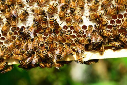 medical grade honey for wounds